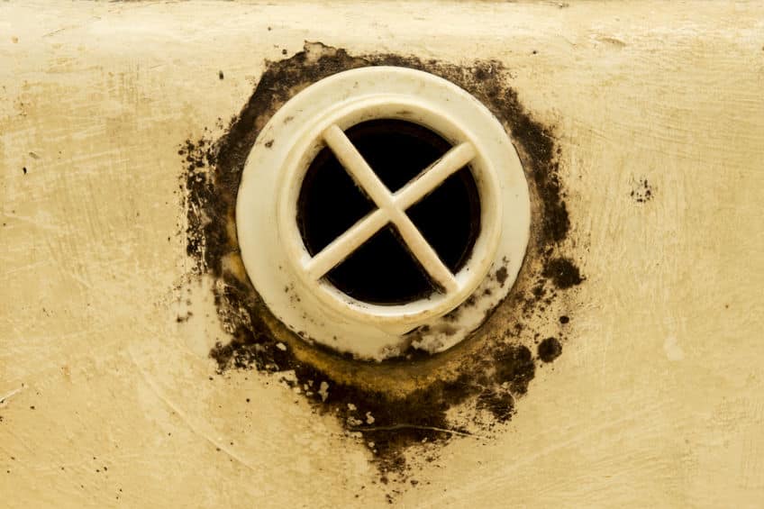 moldy drain